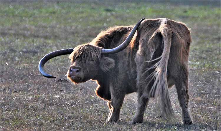 long-haired cow